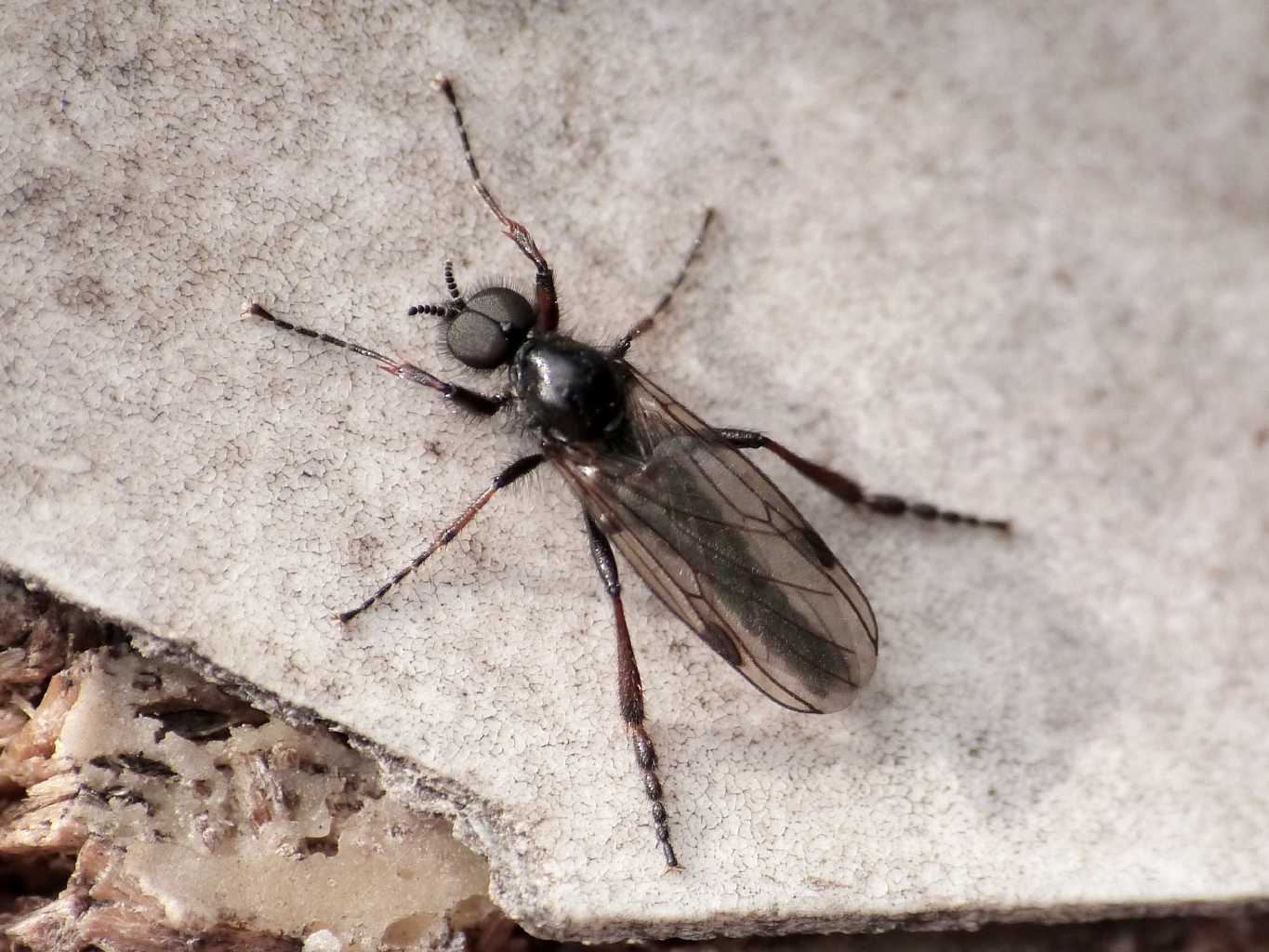 Maschi di Bibionidae - Fregene (RM)